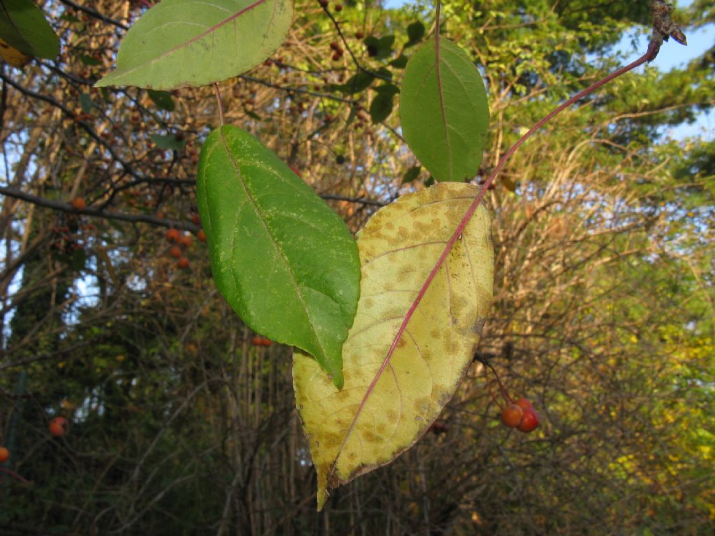 Melo selvatico a frutti rossi?  S, ibrido cv di Malus sp.