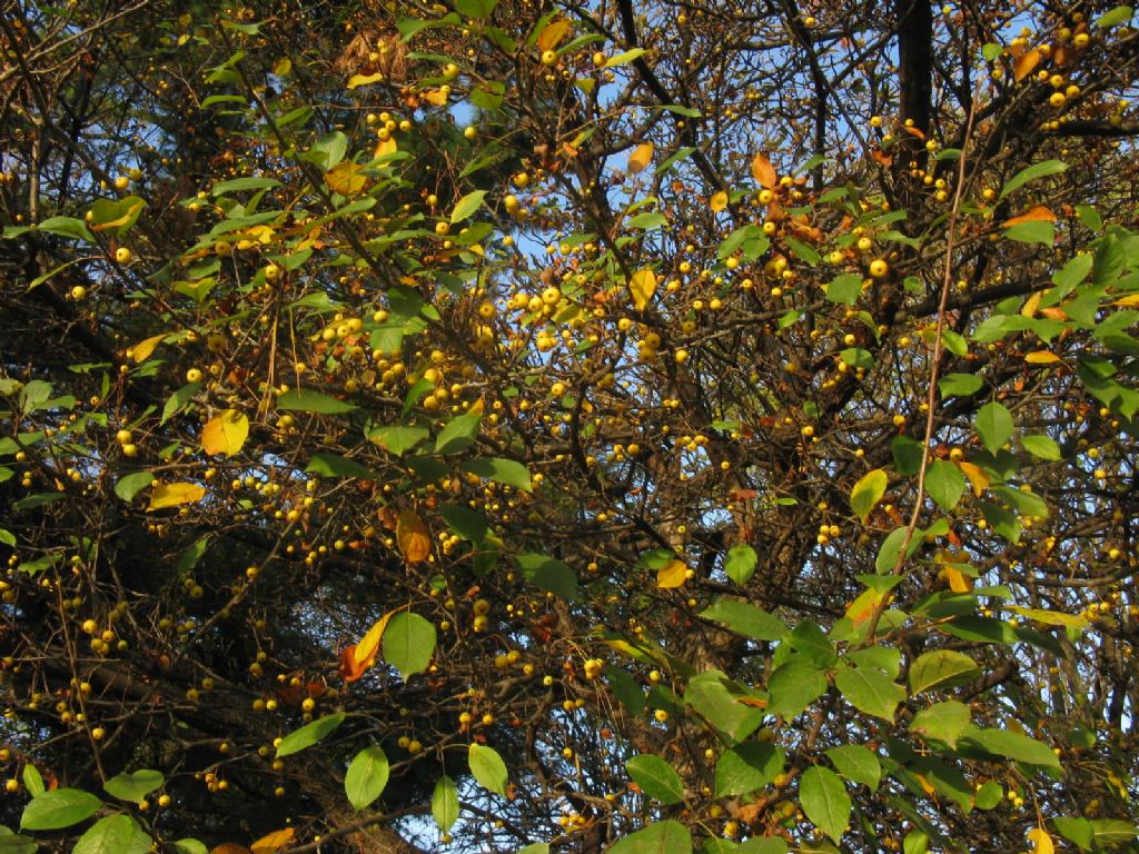 Melo selvatico a frutti gialli? S, ibrido cv di Malus sp.