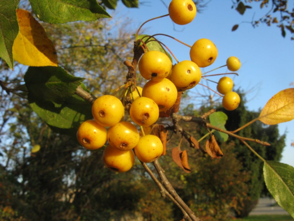 Melo selvatico a frutti gialli? S, ibrido cv di Malus sp.