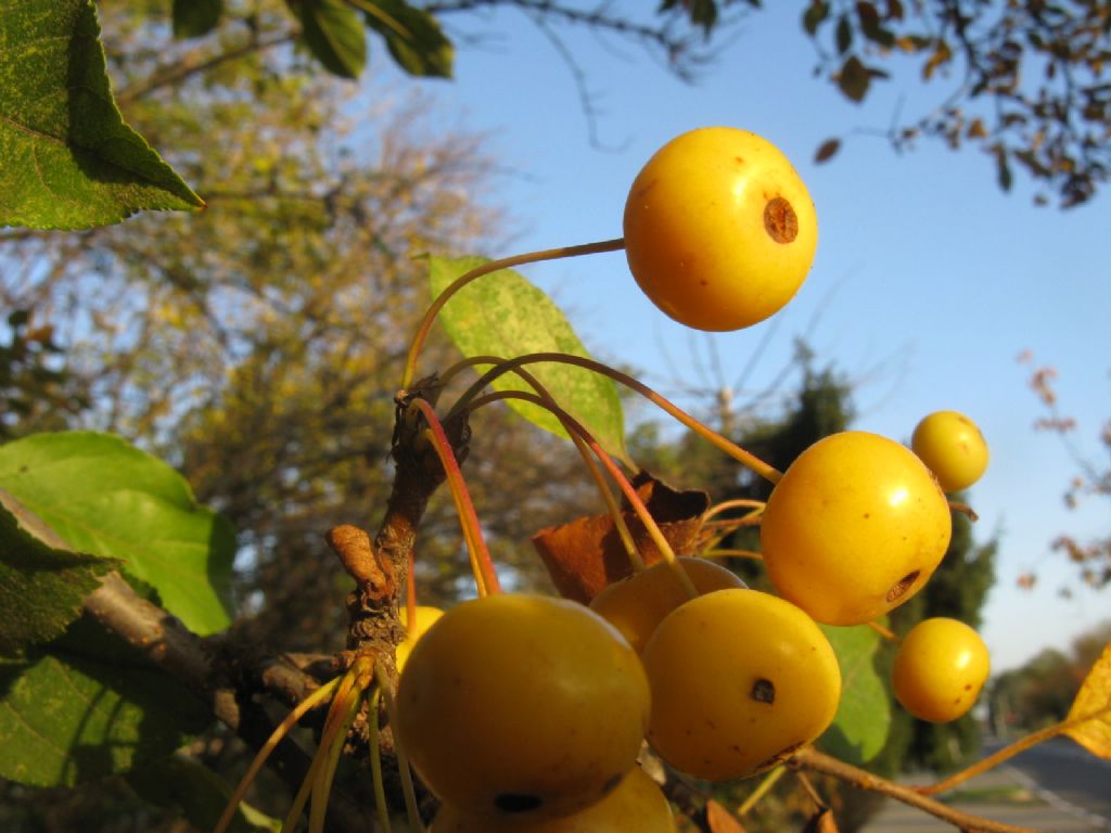 Melo selvatico a frutti gialli? S, ibrido cv di Malus sp.