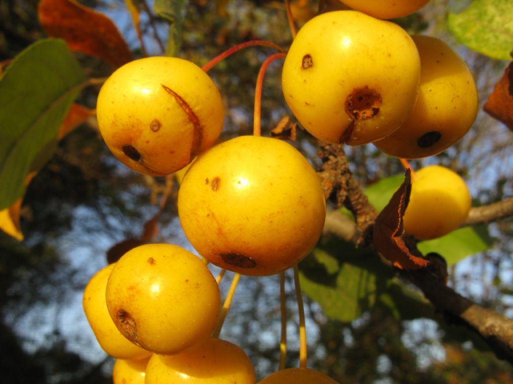 Melo selvatico a frutti gialli? S, ibrido cv di Malus sp.