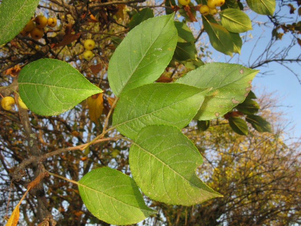 Melo selvatico a frutti gialli? S, ibrido cv di Malus sp.