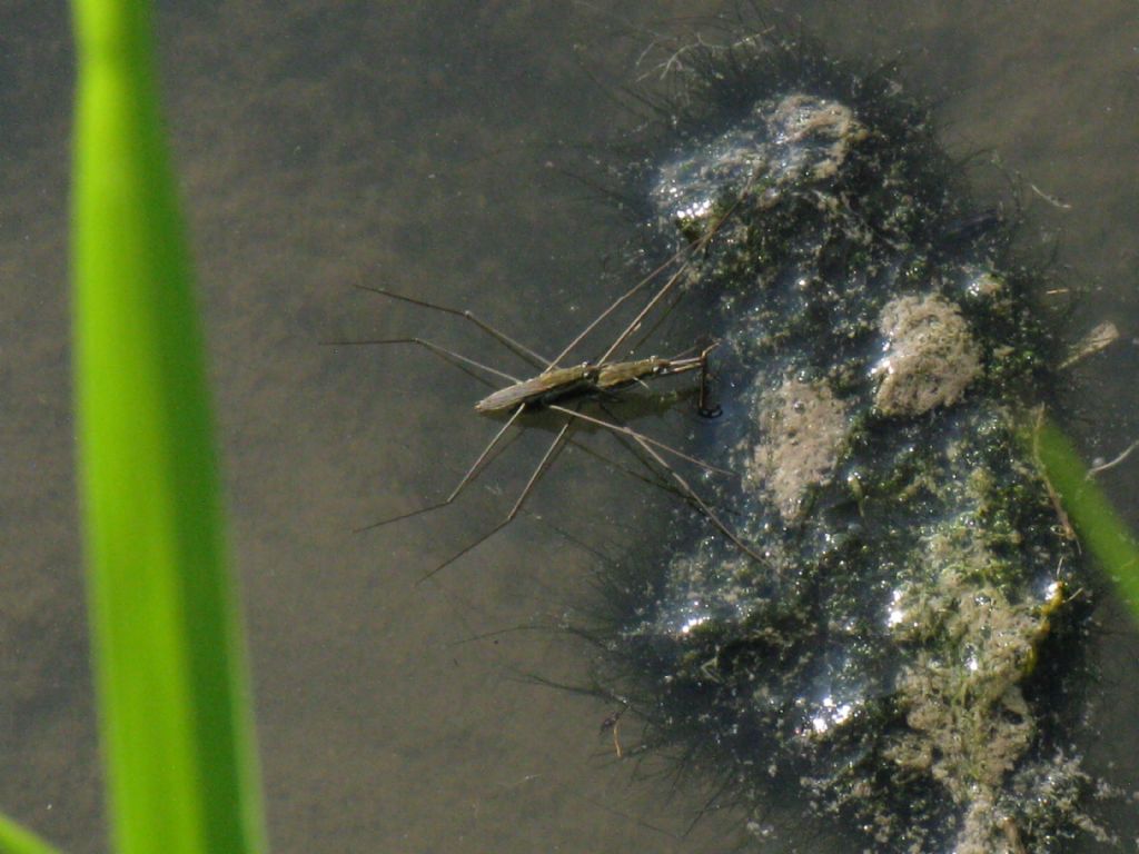 Gerridae: coppia di Aquarius paludum? S !