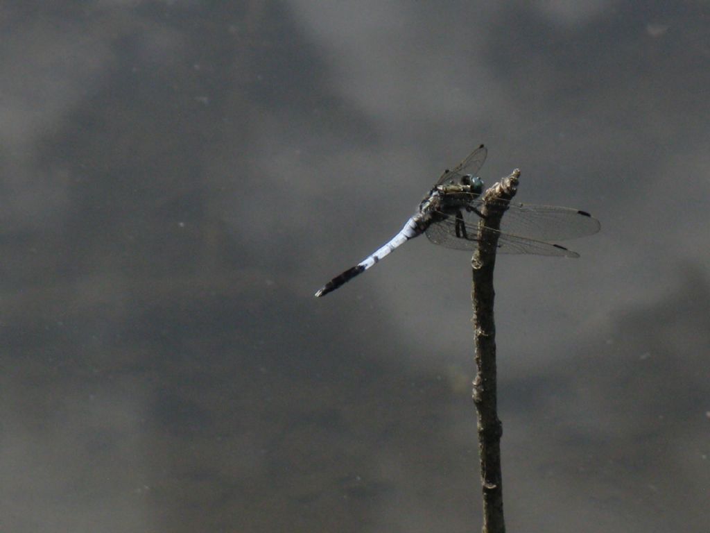 Orthetrum albistylum maschio? S !