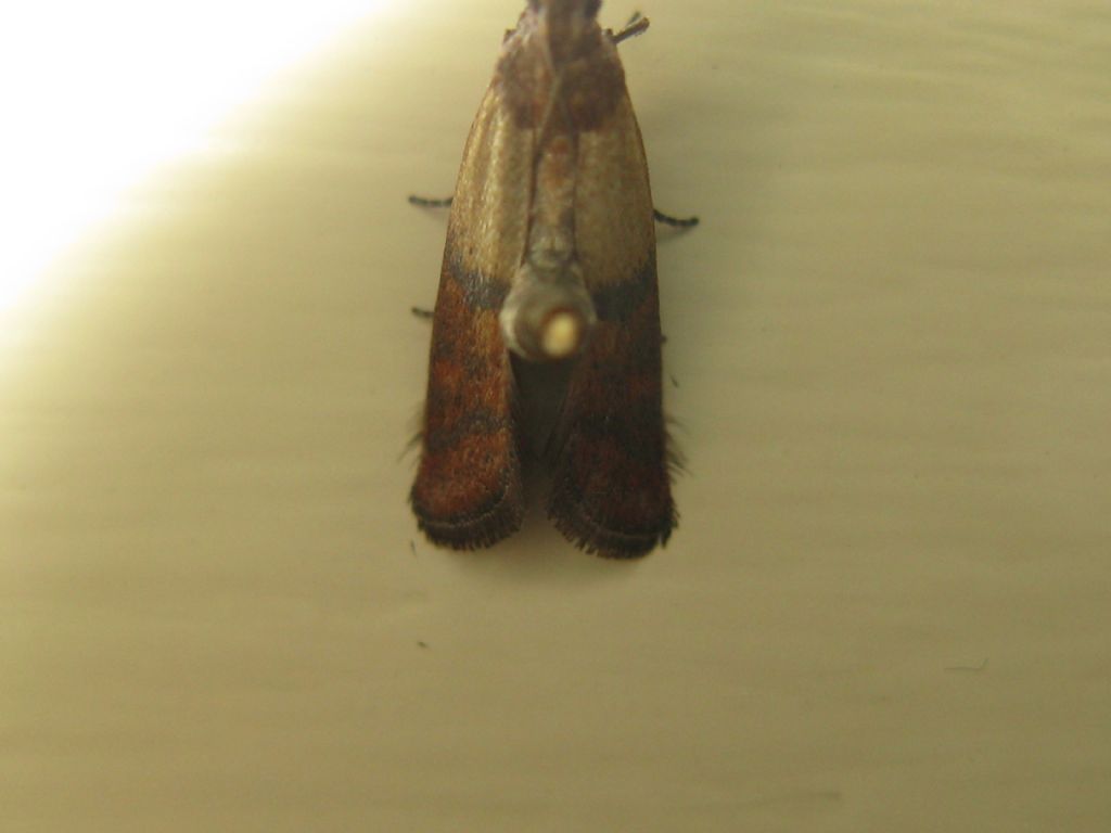 Crambidae? No, Pyralidae: Plodia interpunctella