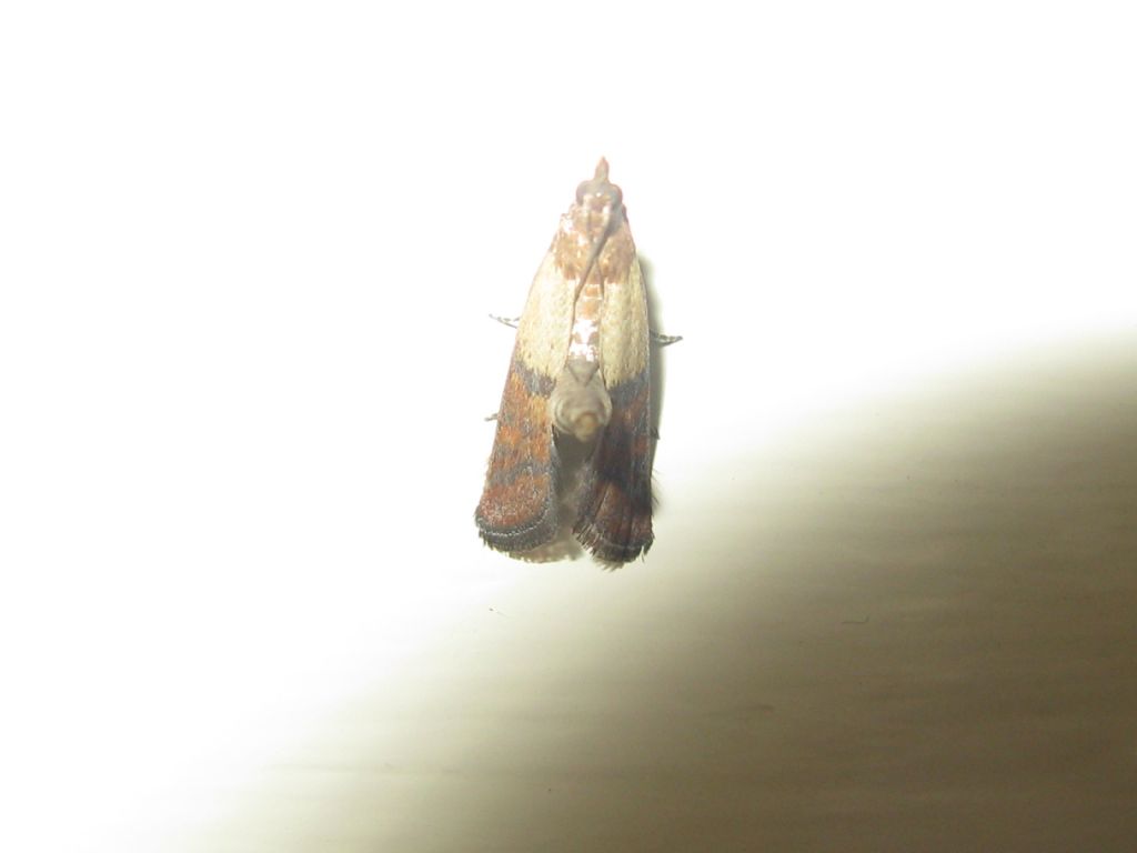 Crambidae? No, Pyralidae: Plodia interpunctella