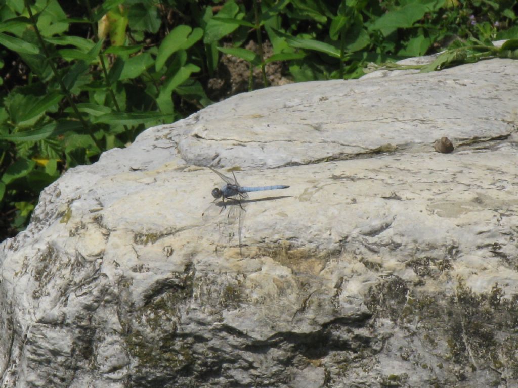 Orthetrum brunneum? 2 - s