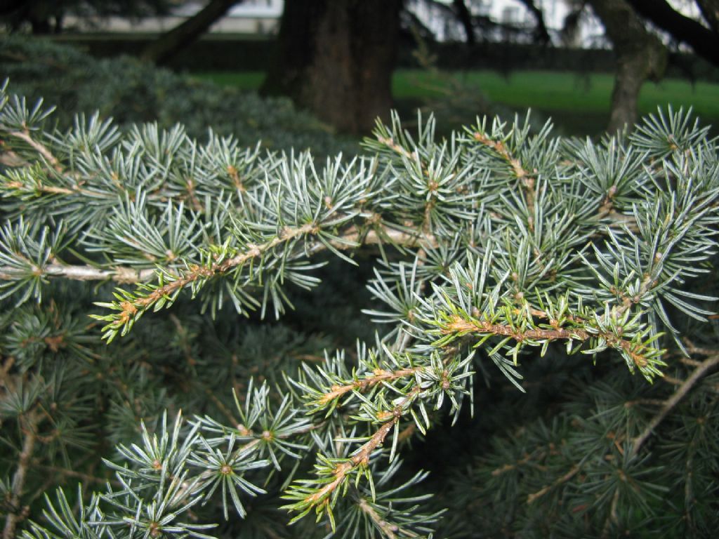 Cedrus sp. (Cedrus libani o Cedrus atlantica)