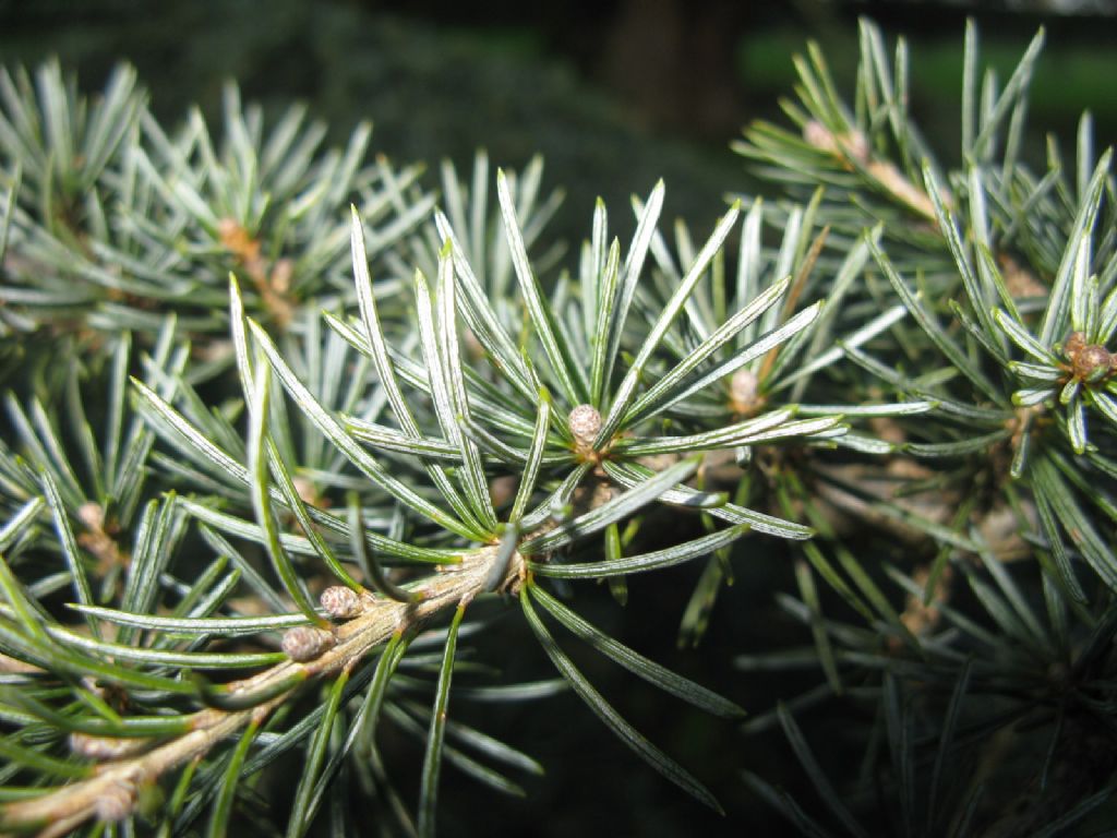 Cedrus sp. (Cedrus libani o Cedrus atlantica)