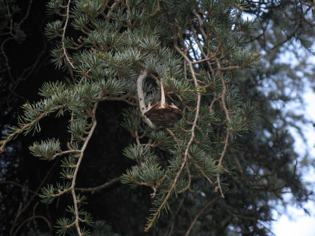 Cedrus sp. (Cedrus libani o Cedrus atlantica)