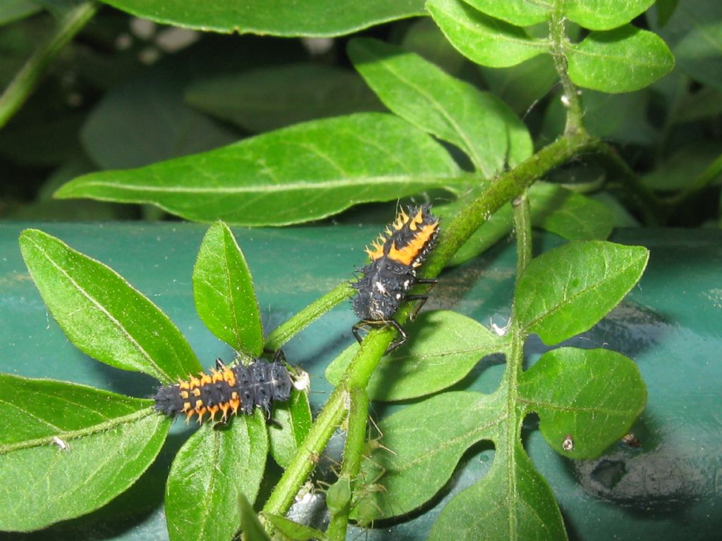 Coccinellidae: Larve di Harmonia axyridis