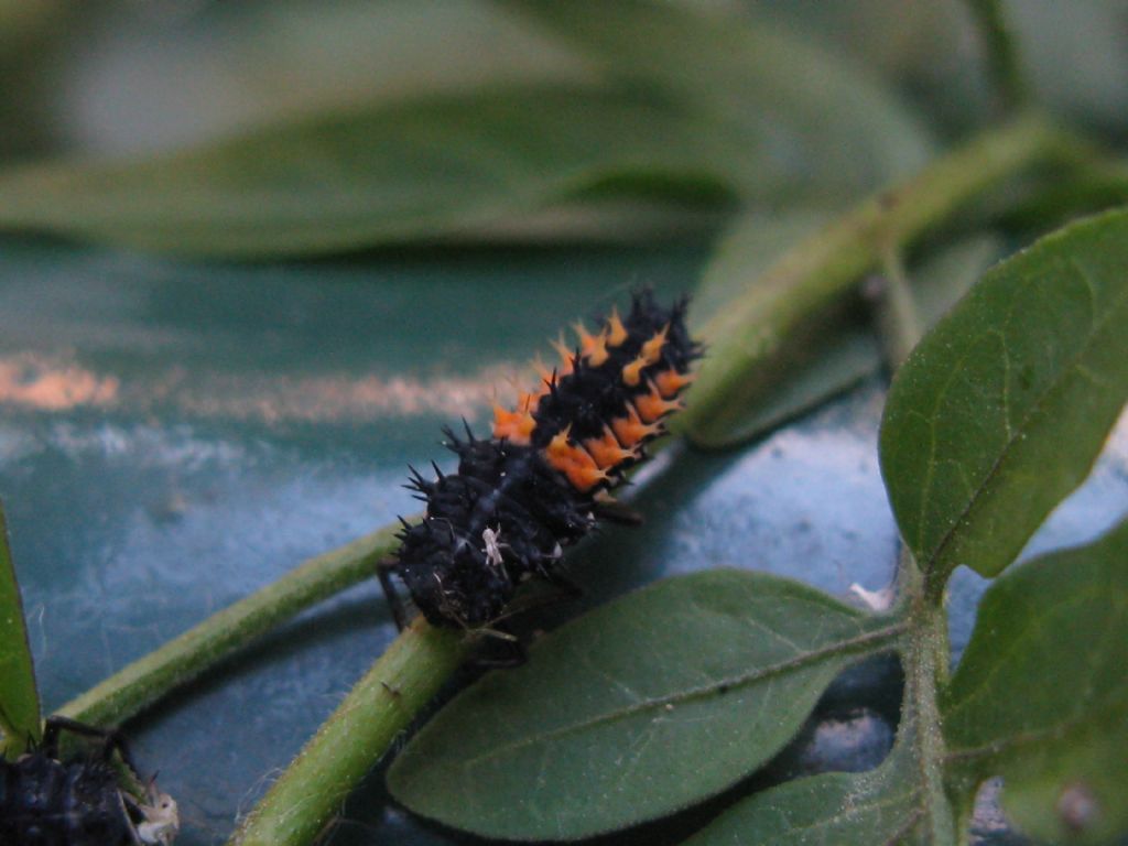 Coccinellidae: Larve di Harmonia axyridis