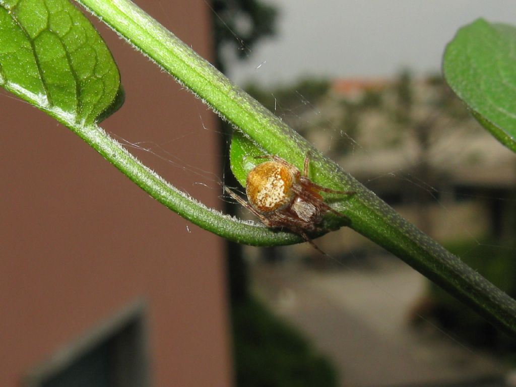 giovane Araneidae (Neoscona subfusca o Araneus sp.) - Villasanta (MB)