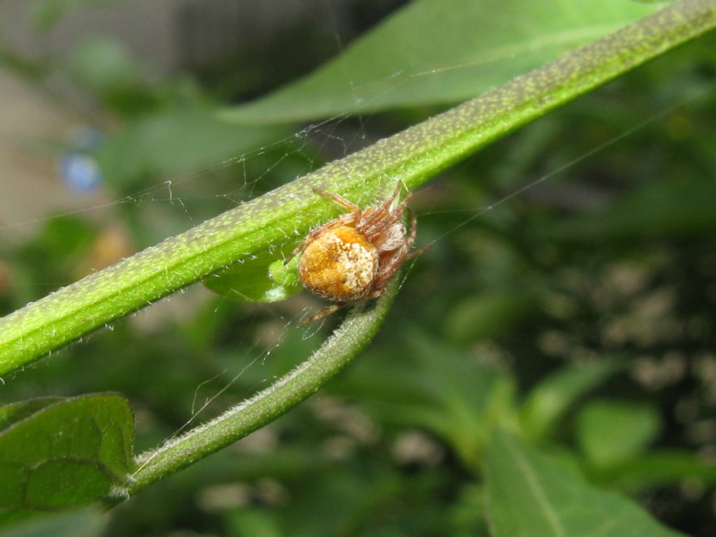 giovane Araneidae (Neoscona subfusca o Araneus sp.) - Villasanta (MB)