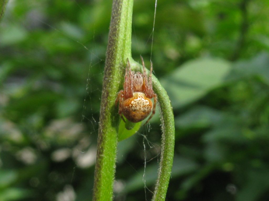 giovane Araneidae (Neoscona subfusca o Araneus sp.) - Villasanta (MB)