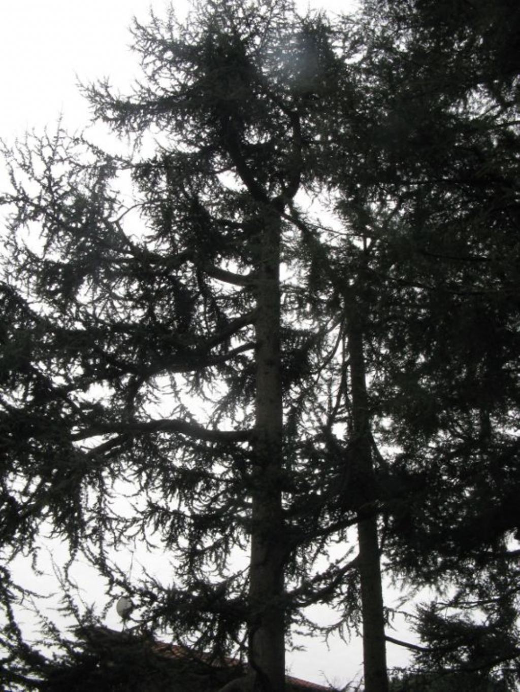 Cedrus cfr. libani