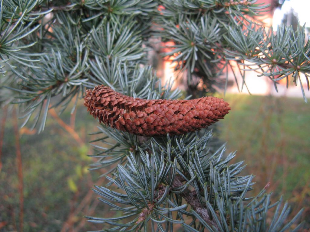 Cedrus cfr. libani