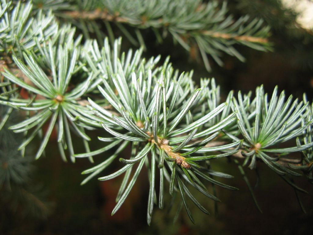 Cedrus cfr. libani