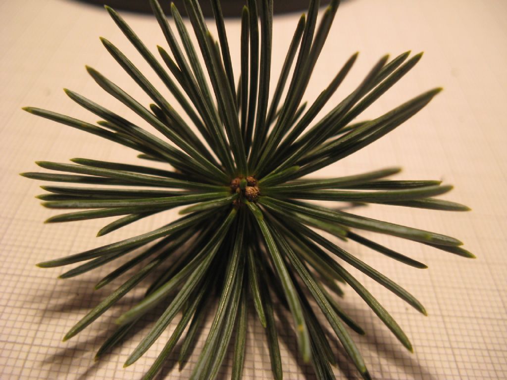 Cedrus cfr. libani