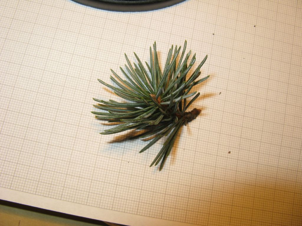 Cedrus cfr. libani
