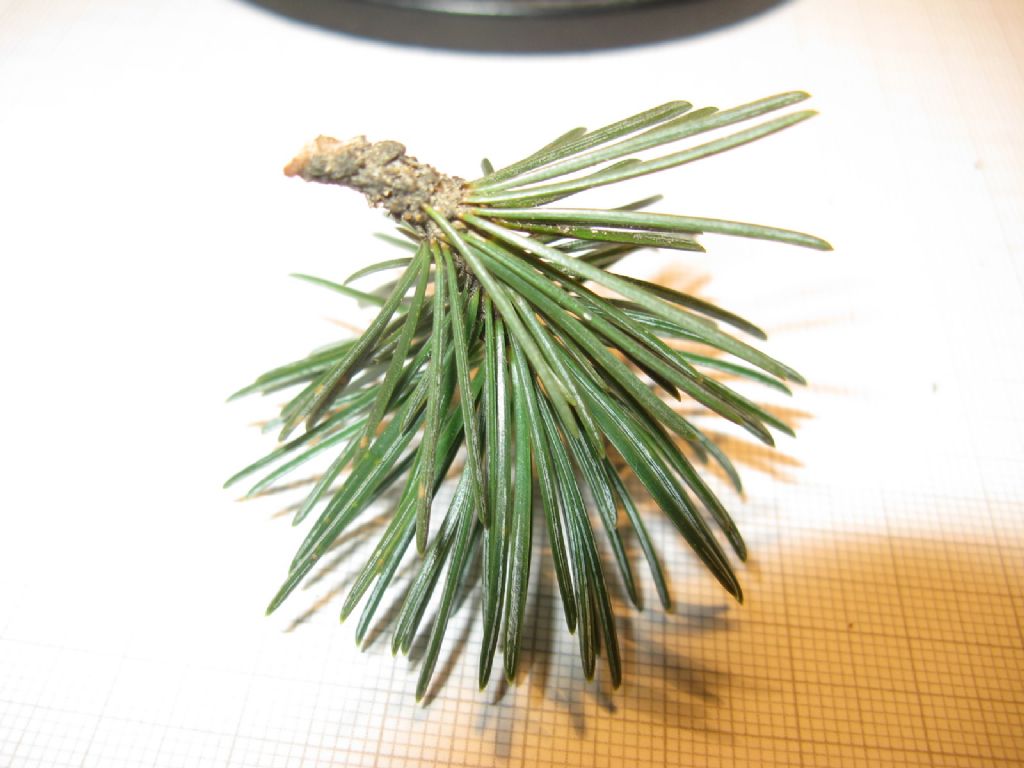 Cedrus cfr. libani