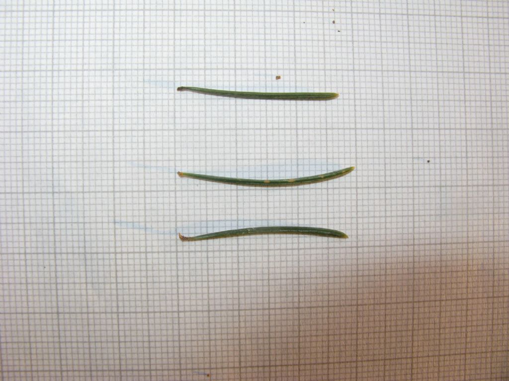Cedrus cfr. libani