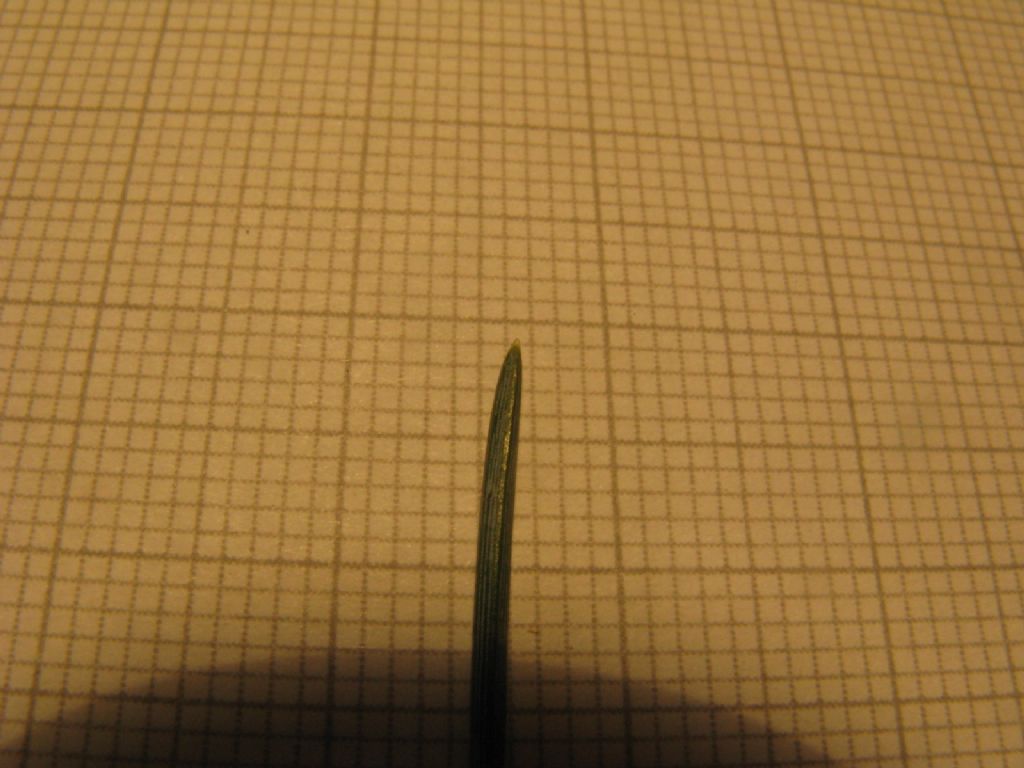 Cedrus cfr. libani
