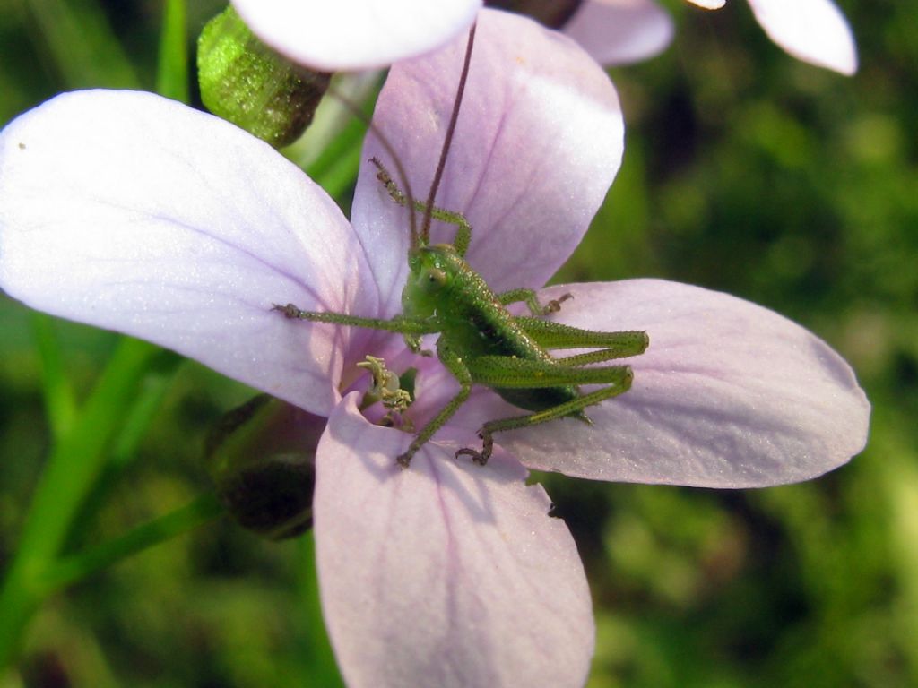 Quale Cavalletta?  Neanide di Tettigonia sp.