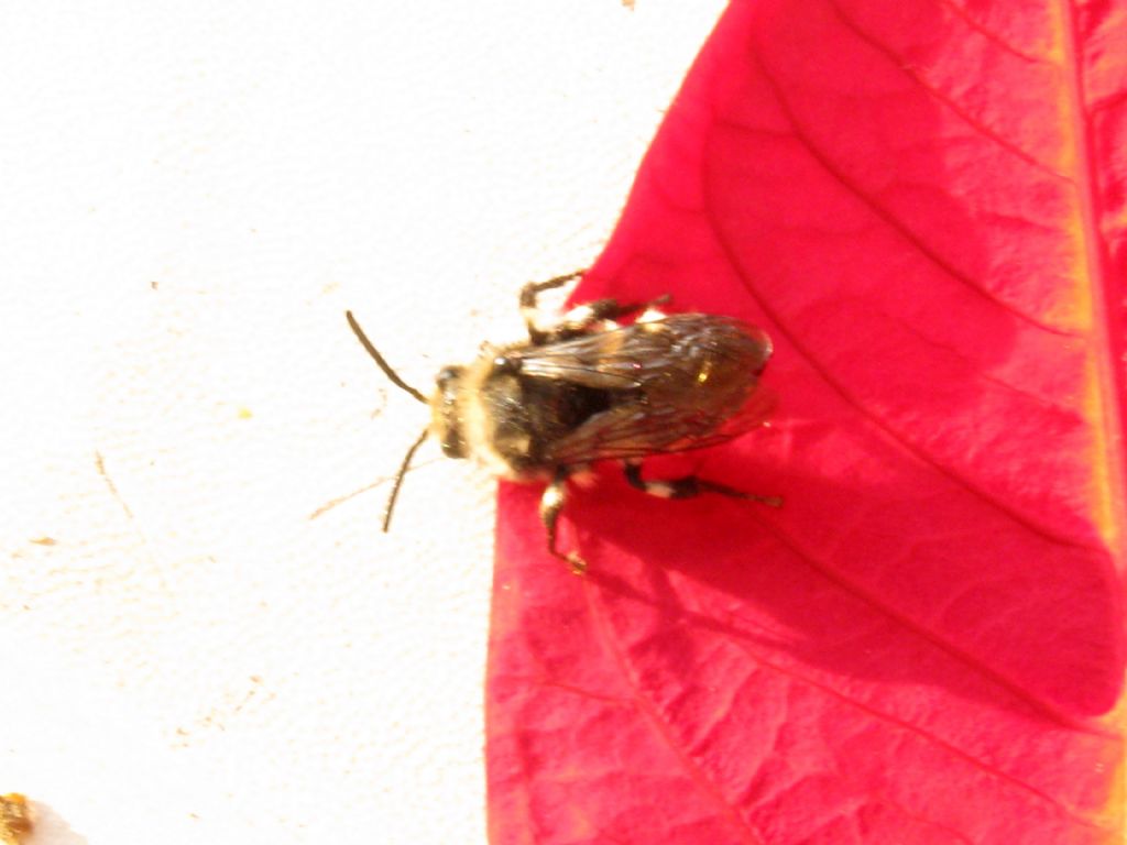 Melecta sp. (Apidae Anthophoridae) da confermare