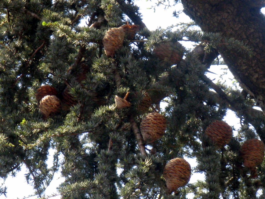 Cedrus cfr. libani