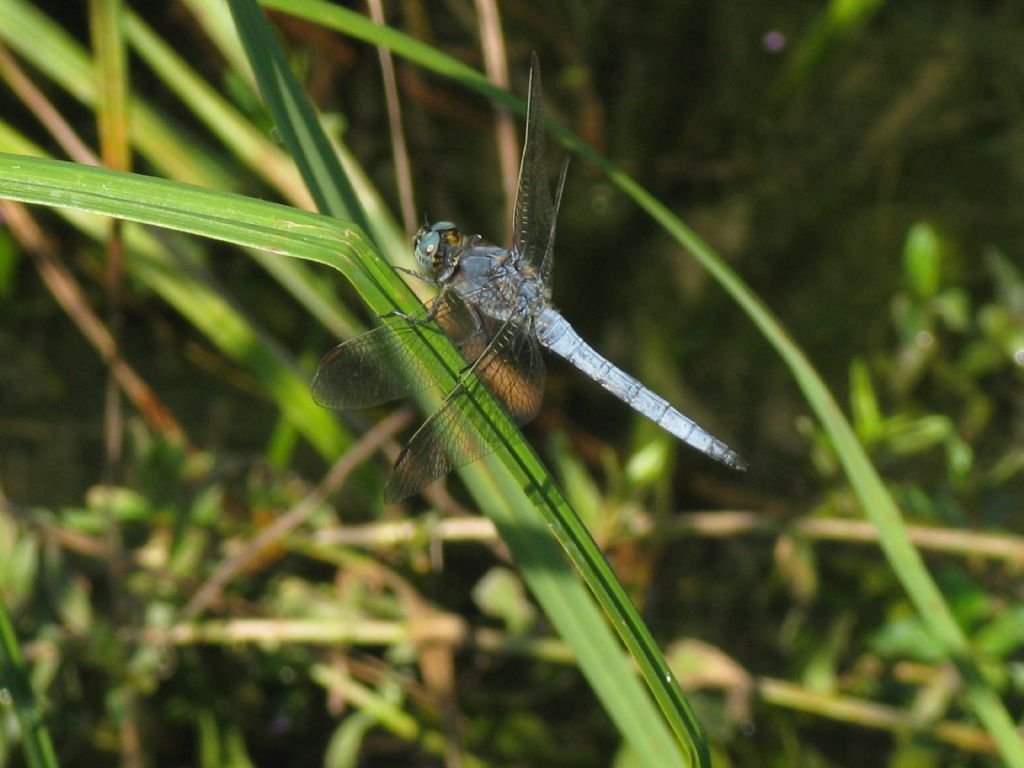 Orthetrum coerulescens