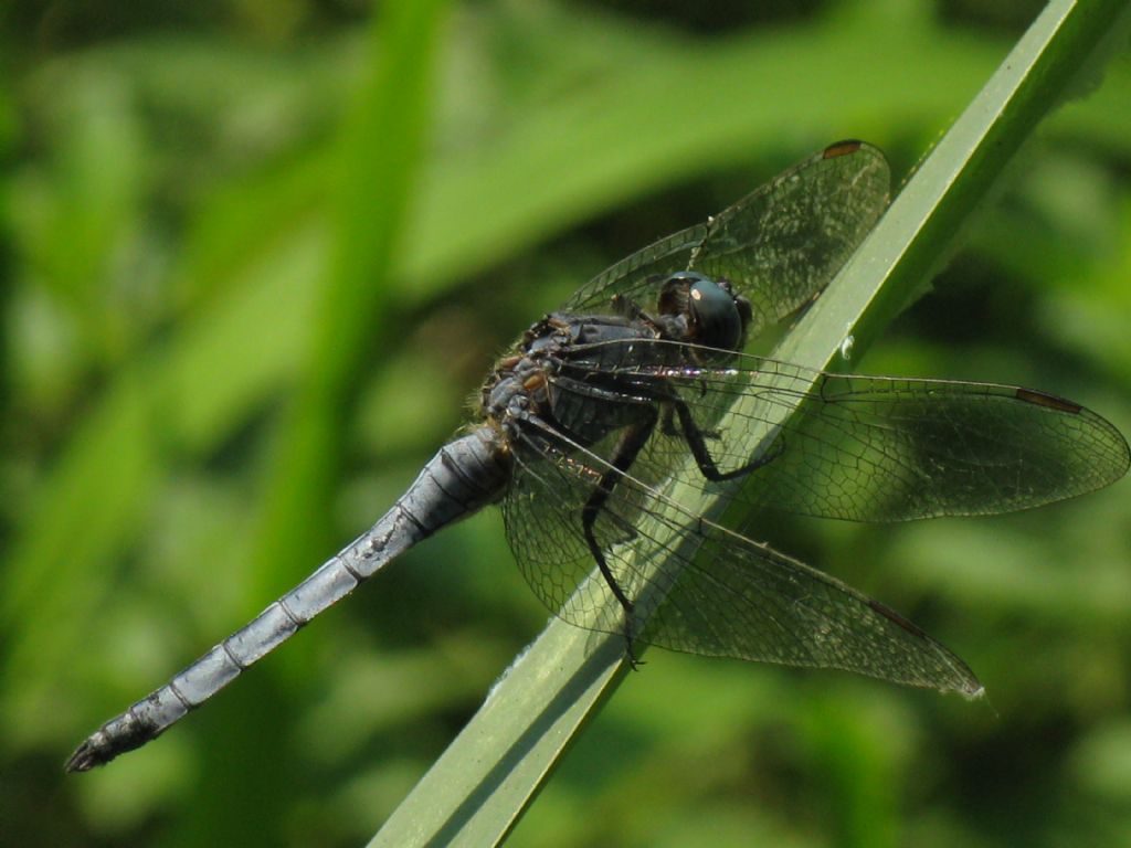 Orthetrum...coerulescens, maschio