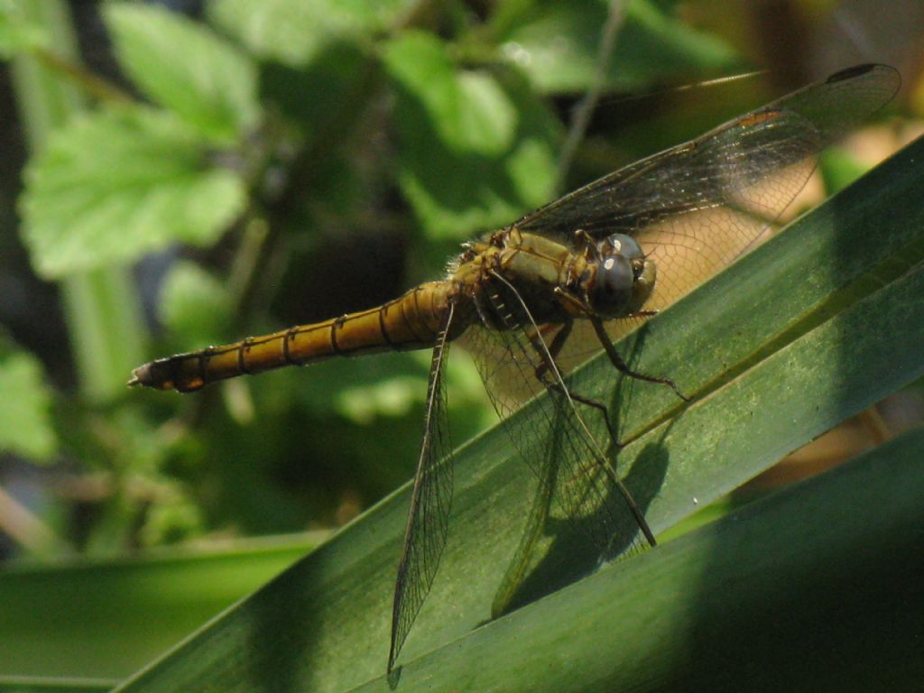 Orthetrum coerulescens femmina?  S !