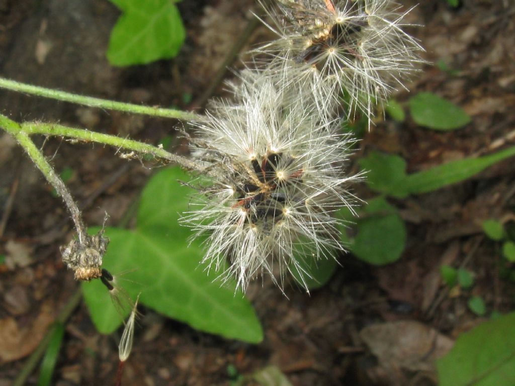 Lapsana communis?