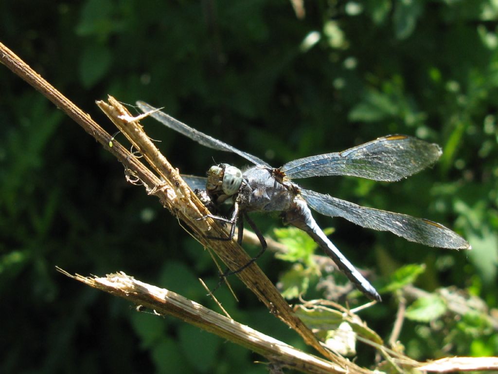 Vecchio esemplare di Orthetrum coerulescens a...pranzo?  S, maschio