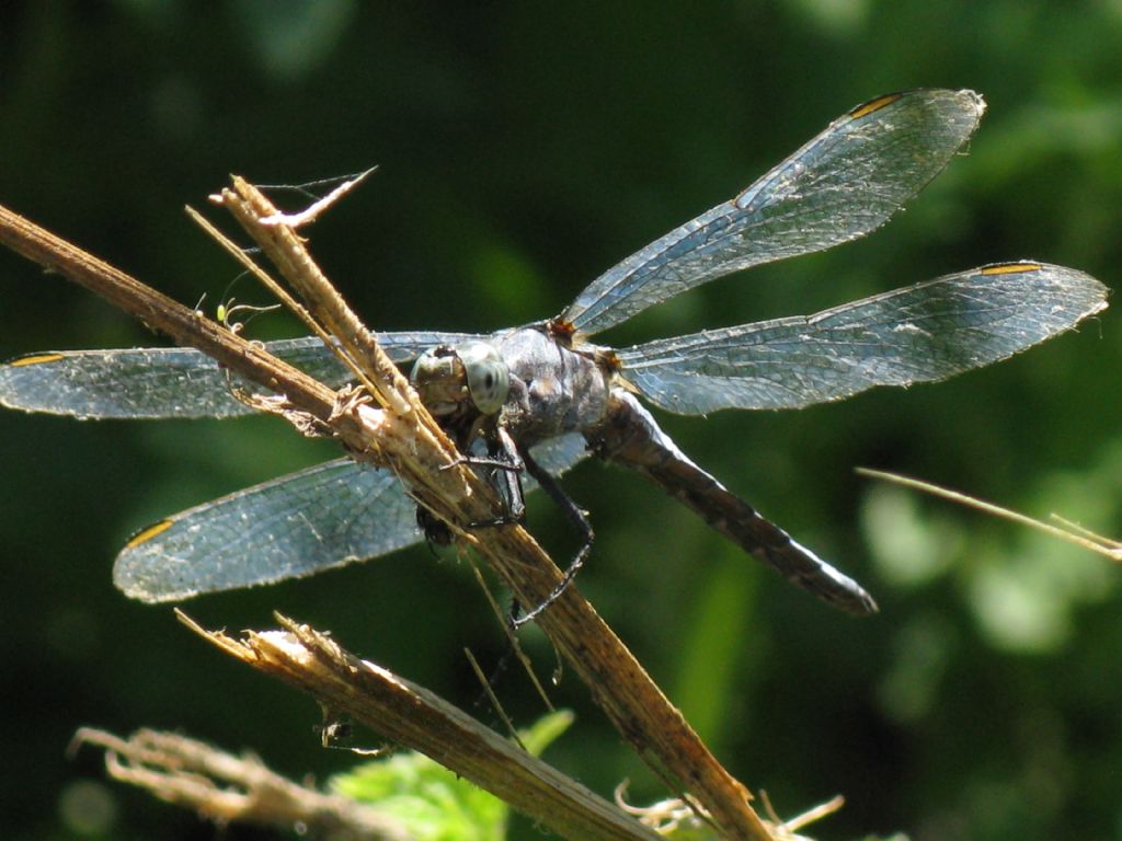 Vecchio esemplare di Orthetrum coerulescens a...pranzo?  S, maschio