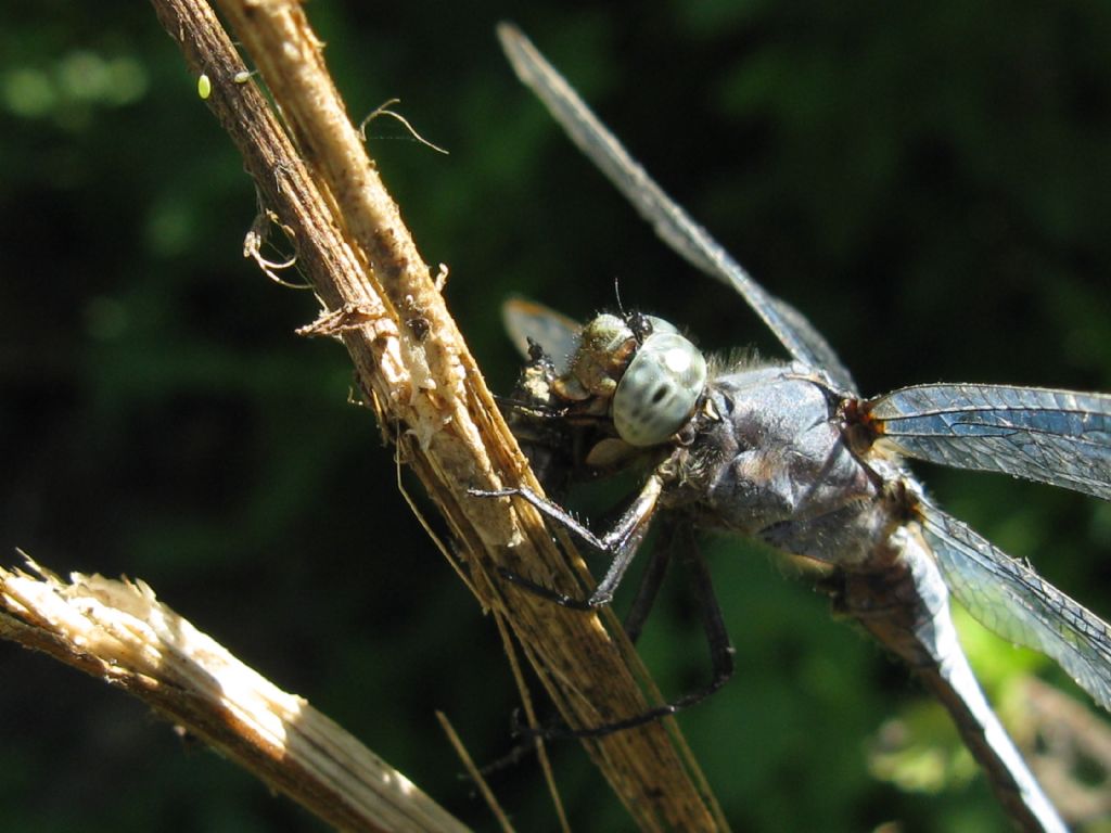 Vecchio esemplare di Orthetrum coerulescens a...pranzo?  S, maschio