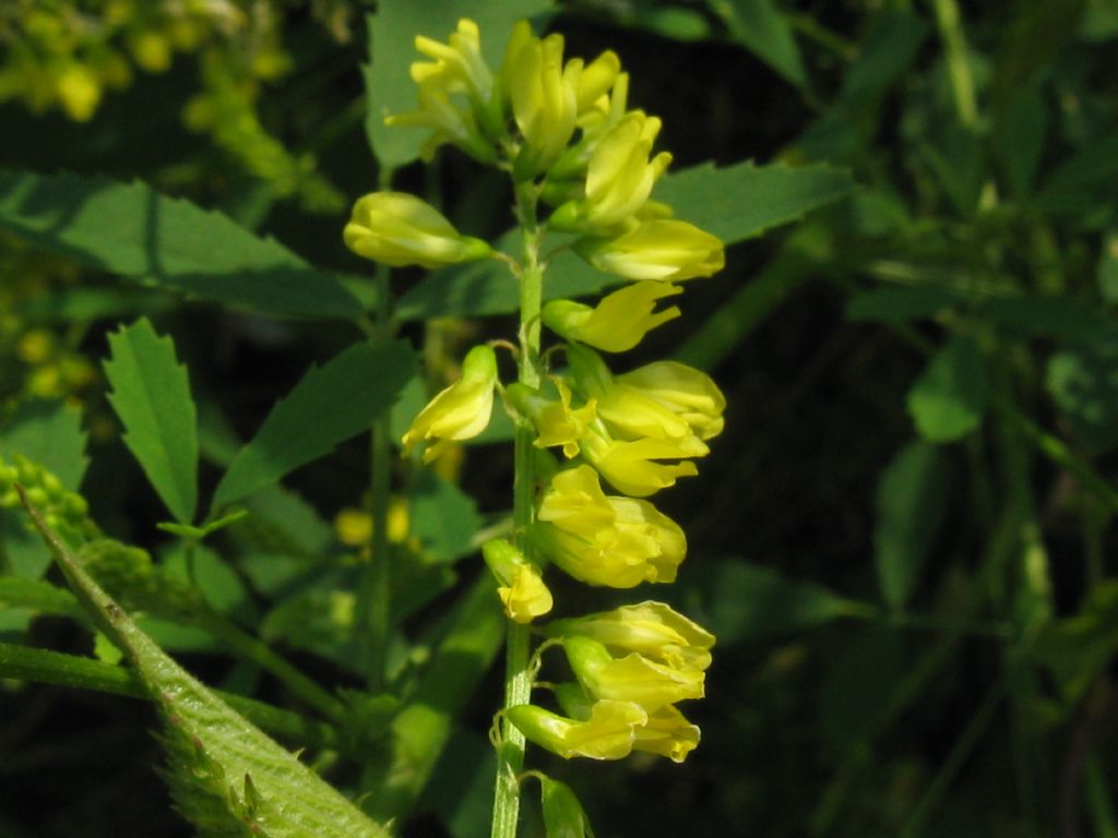 Melilotus officinalis?