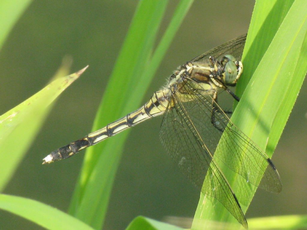 Orthetrum albistylum femmina?  S !