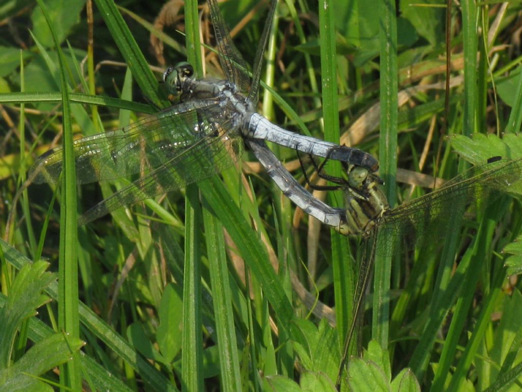 Coppia di orthetrum albistylum?  S !