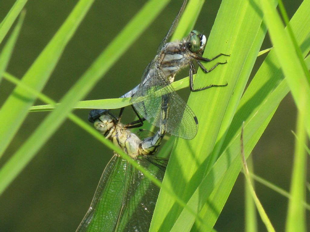 Coppia di orthetrum albistylum?  S !