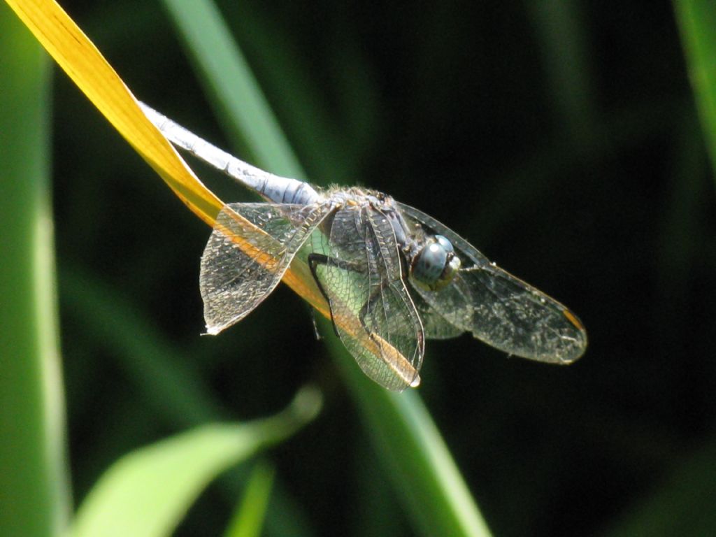 Quale Orthetrum?  Orthetrum coerulescens, maschio