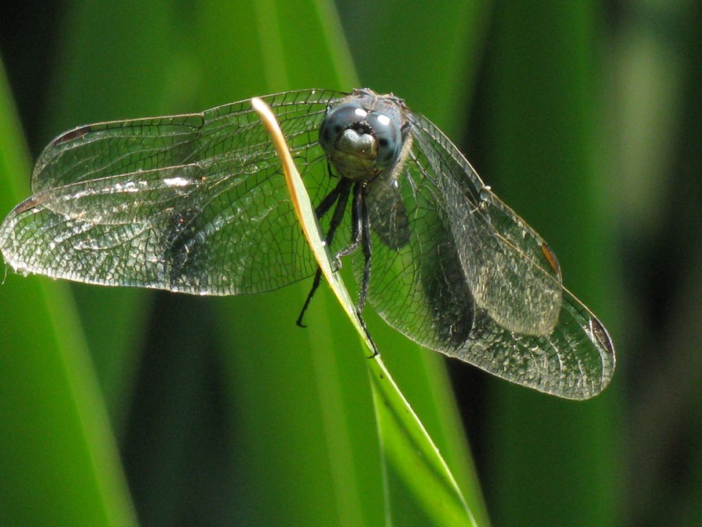 Quale Orthetrum?  Orthetrum coerulescens, maschio