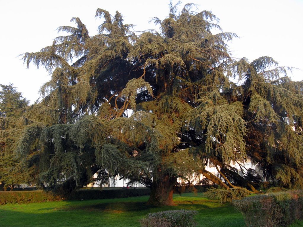 Cedrus sp. (Cedrus libani o Cedrus atlantica)