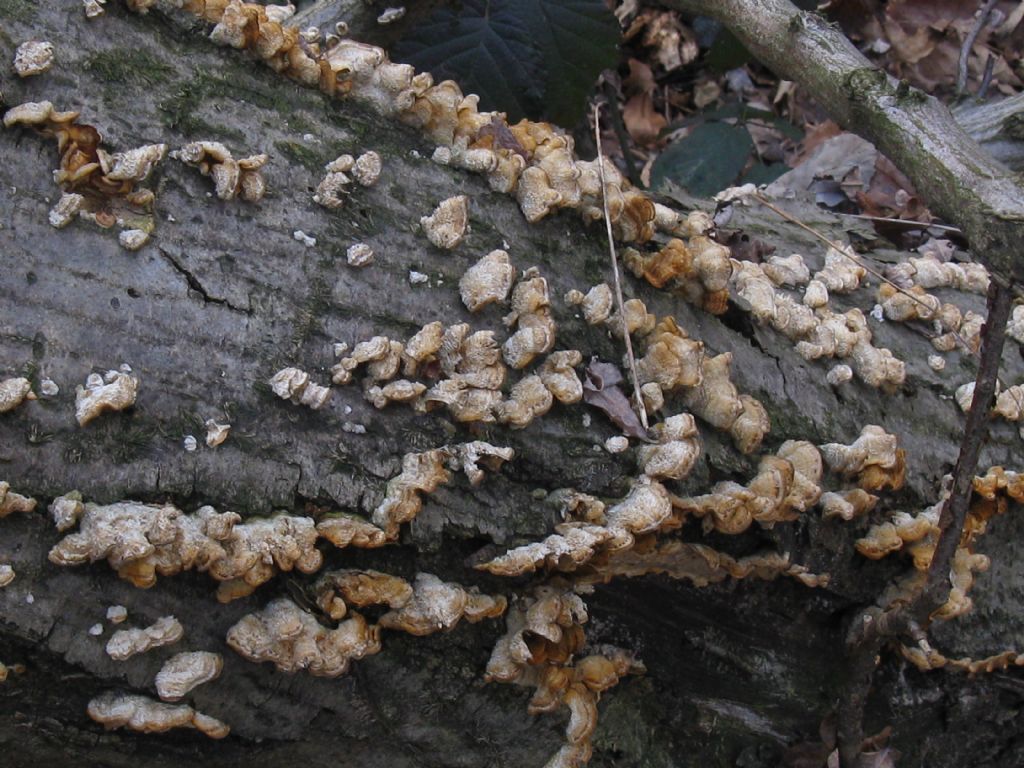 Funghi nel Parco di Monza 8