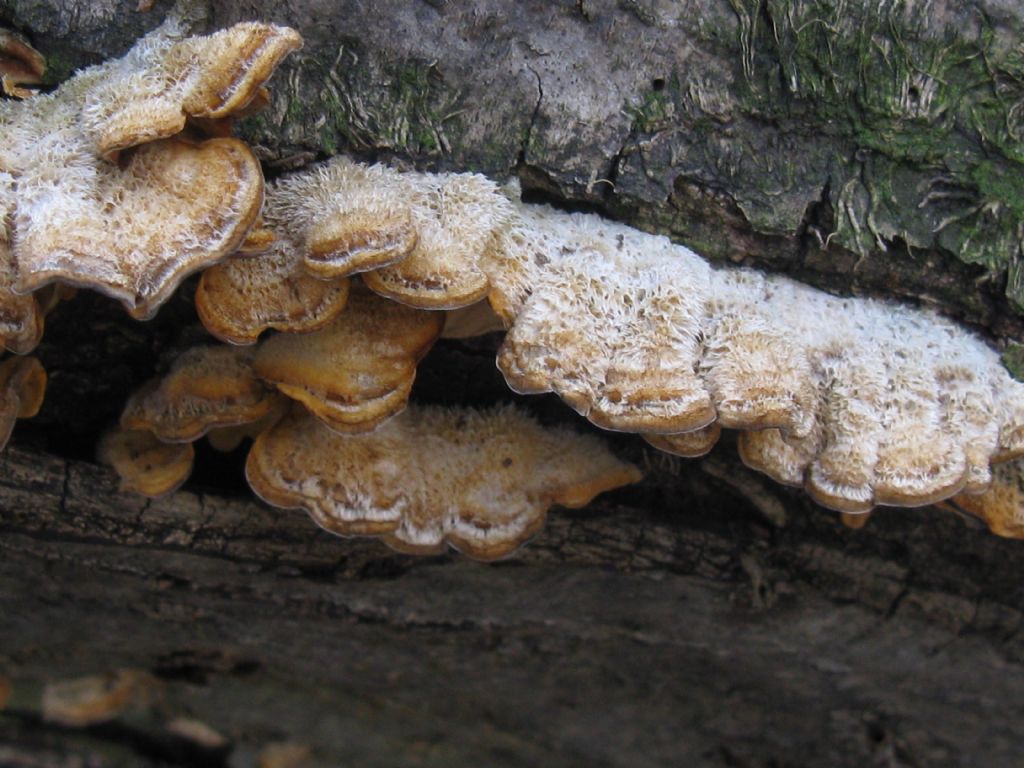 Funghi nel Parco di Monza 8