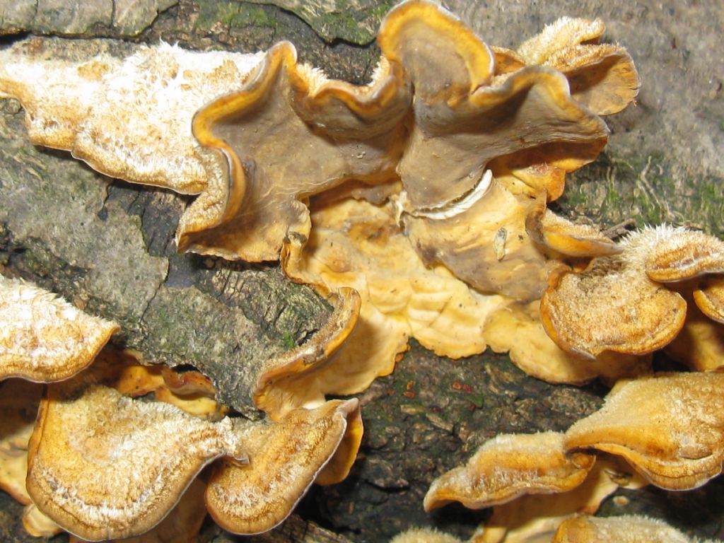 Funghi nel Parco di Monza 8