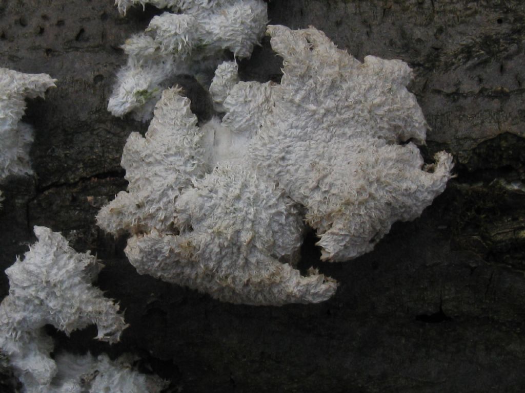 Funghi nel Parco di Monza 9