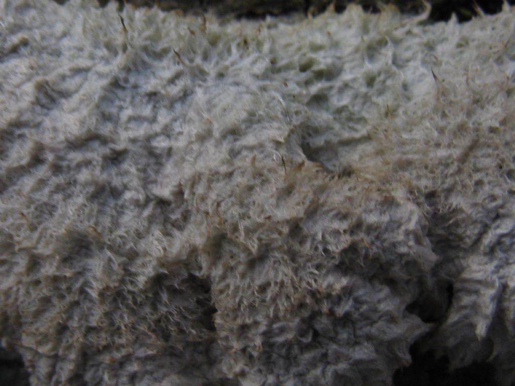 Funghi nel Parco di Monza 9