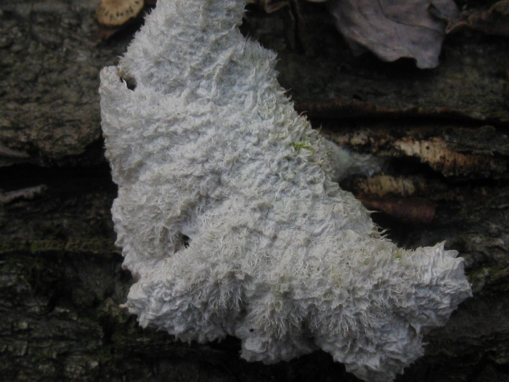 Funghi nel Parco di Monza 9